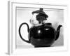 Pinkie the Guinea Pig Sitting in a Tea Pot-null-Framed Photographic Print