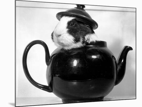 Pinkie the Guinea Pig Sitting in a Tea Pot-null-Mounted Photographic Print