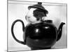 Pinkie the Guinea Pig Sitting in a Tea Pot-null-Mounted Photographic Print