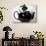 Pinkie the Guinea Pig Sitting in a Tea Pot-null-Photographic Print displayed on a wall