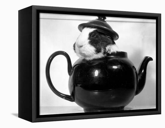 Pinkie the Guinea Pig Sitting in a Tea Pot-null-Framed Stretched Canvas