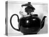 Pinkie the Guinea Pig Sitting in a Tea Pot-null-Stretched Canvas