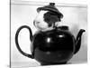 Pinkie the Guinea Pig Sitting in a Tea Pot-null-Stretched Canvas
