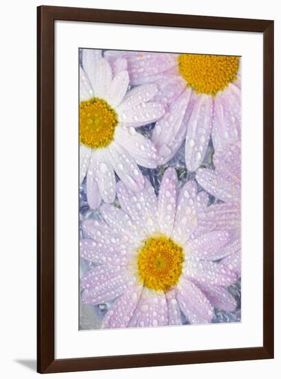 Pinkish white daisy flowers Dew drops and floating in water-Darrell Gulin-Framed Photographic Print