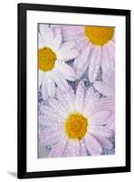 Pinkish white daisy flowers Dew drops and floating in water-Darrell Gulin-Framed Photographic Print
