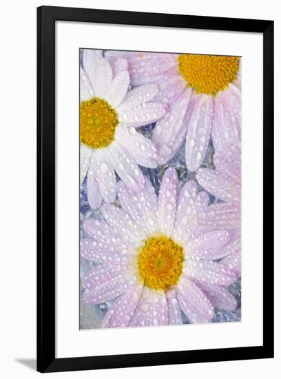 Pinkish white daisy flowers Dew drops and floating in water-Darrell Gulin-Framed Photographic Print