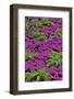 Pinks and green design in the Conservatory, Longwood Garden, Pennsylvania-Darrell Gulin-Framed Photographic Print