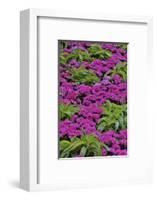 Pinks and green design in the Conservatory, Longwood Garden, Pennsylvania-Darrell Gulin-Framed Photographic Print