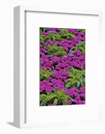 Pinks and green design in the Conservatory, Longwood Garden, Pennsylvania-Darrell Gulin-Framed Photographic Print