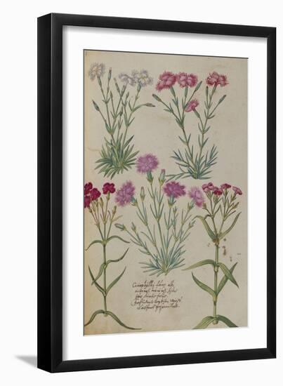 Pinks. from 'Camerarius Florilegium'-Joachim Camerarius-Framed Giclee Print