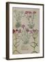 Pinks. from 'Camerarius Florilegium'-Joachim Camerarius-Framed Giclee Print