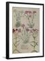 Pinks. from 'Camerarius Florilegium'-Joachim Camerarius-Framed Giclee Print