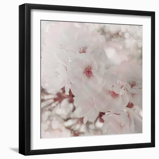 Pinky Blossom 1-LightBoxJournal-Framed Giclee Print