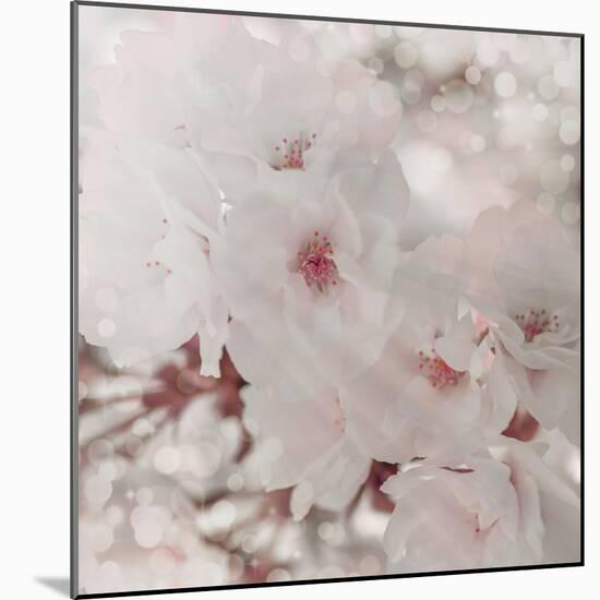 Pinky Blossom 1-LightBoxJournal-Mounted Giclee Print
