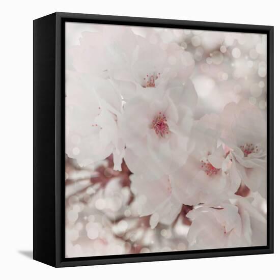 Pinky Blossom 1-LightBoxJournal-Framed Stretched Canvas