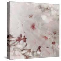 Pinky Blossom 1-LightBoxJournal-Stretched Canvas
