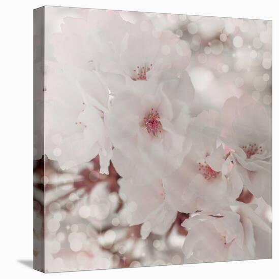 Pinky Blossom 1-LightBoxJournal-Stretched Canvas