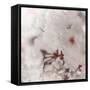 Pinky Blossom 2-LightBoxJournal-Framed Stretched Canvas