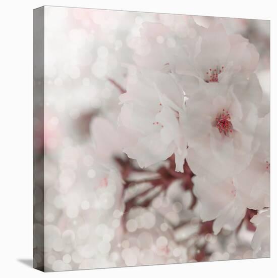 Pinky Blossom 2-LightBoxJournal-Stretched Canvas