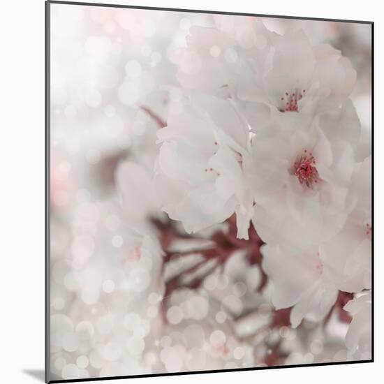 Pinky Blossom 2-LightBoxJournal-Mounted Giclee Print