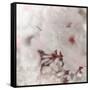 Pinky Blossom 2-LightBoxJournal-Framed Stretched Canvas