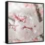 Pinky Blossom 3-LightBoxJournal-Framed Stretched Canvas