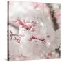 Pinky Blossom 3-LightBoxJournal-Stretched Canvas