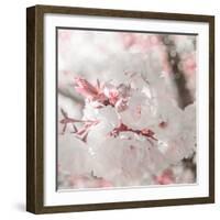 Pinky Blossom 3-LightBoxJournal-Framed Giclee Print