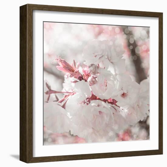 Pinky Blossom 3-LightBoxJournal-Framed Giclee Print