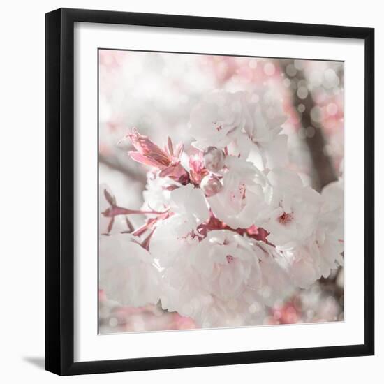 Pinky Blossom 3-LightBoxJournal-Framed Giclee Print