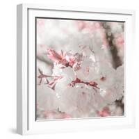 Pinky Blossom 3-LightBoxJournal-Framed Giclee Print