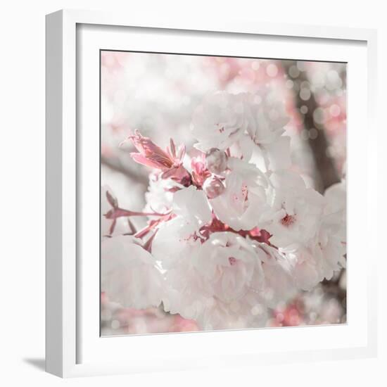 Pinky Blossom 3-LightBoxJournal-Framed Giclee Print