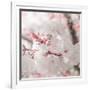 Pinky Blossom 3-LightBoxJournal-Framed Giclee Print