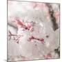 Pinky Blossom 3-LightBoxJournal-Mounted Giclee Print