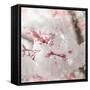 Pinky Blossom 3-LightBoxJournal-Framed Stretched Canvas