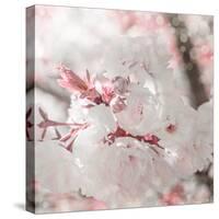 Pinky Blossom 3-LightBoxJournal-Stretched Canvas