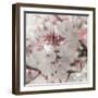 Pinky Blossom 4-LightBoxJournal-Framed Giclee Print