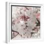 Pinky Blossom 4-LightBoxJournal-Framed Giclee Print