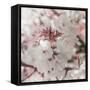 Pinky Blossom 4-LightBoxJournal-Framed Stretched Canvas