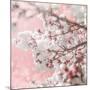 Pinky Blossom 5-LightBoxJournal-Mounted Giclee Print