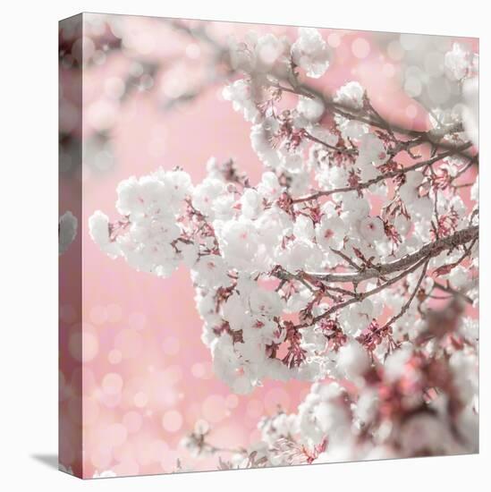 Pinky Blossom 5-LightBoxJournal-Stretched Canvas