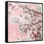 Pinky Blossom 5-LightBoxJournal-Framed Stretched Canvas