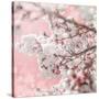 Pinky Blossom 5-LightBoxJournal-Stretched Canvas