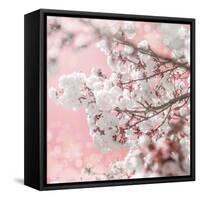 Pinky Blossom 5-LightBoxJournal-Framed Stretched Canvas