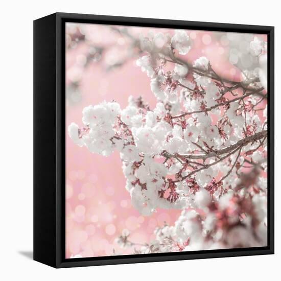Pinky Blossom 5-LightBoxJournal-Framed Stretched Canvas