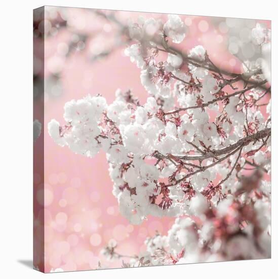 Pinky Blossom 5-LightBoxJournal-Stretched Canvas