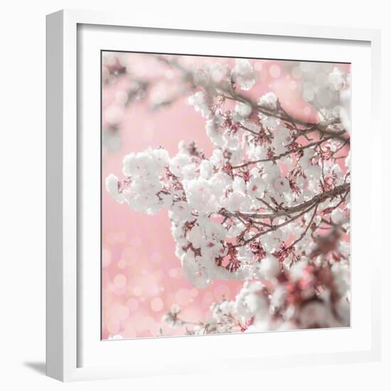 Pinky Blossom 5-LightBoxJournal-Framed Giclee Print