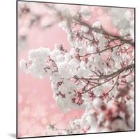 Pinky Blossom 5-LightBoxJournal-Mounted Giclee Print