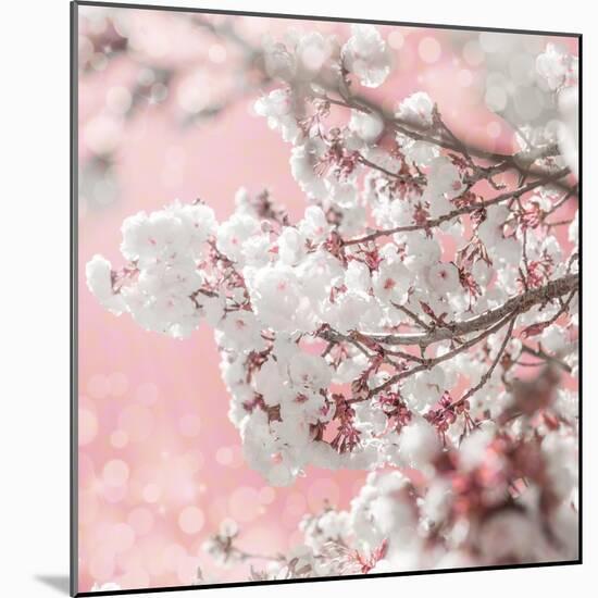 Pinky Blossom 5-LightBoxJournal-Mounted Giclee Print