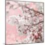 Pinky Blossom 5-LightBoxJournal-Mounted Giclee Print